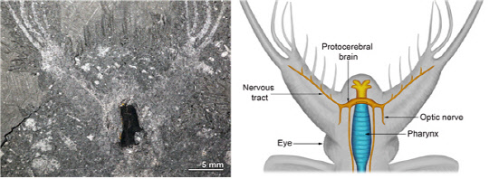 케리그마켈라의 두뇌가 보존된 화석(왼쪽)과 머리 신경 복원도(극지연구소 제공)